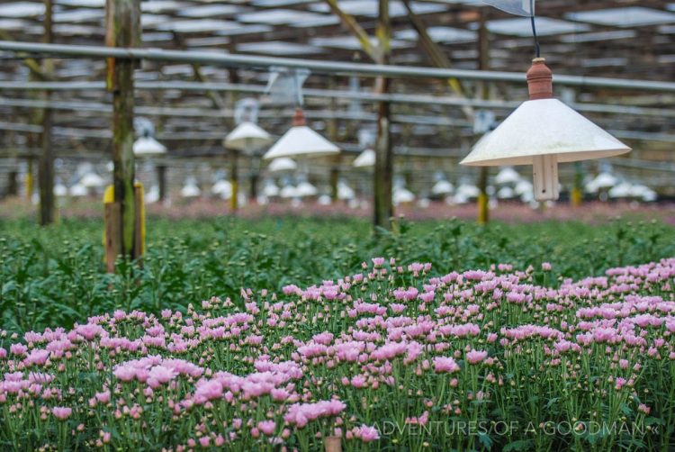 Chrysanthemums in the Cameron Highlands - Malaysia