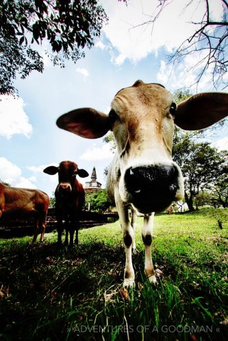 Cows outside the Kiri Vihara Dagoba in Sri Lanka