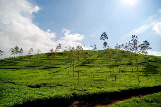 The tea fields of Ella, Sri Lanka