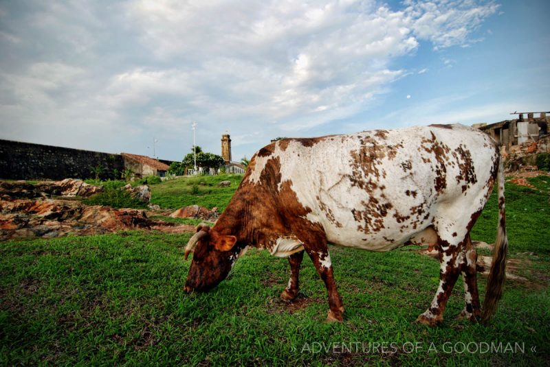 Grazing in front of the Galle Fort lighthouse