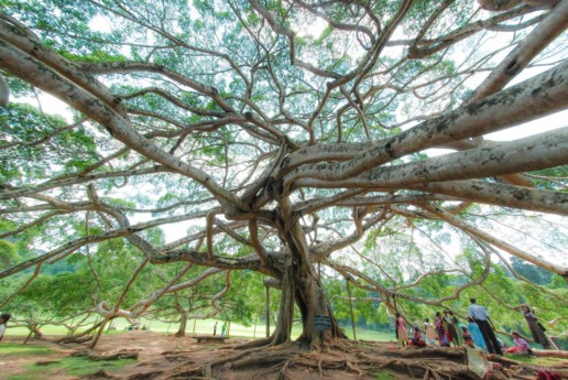 A giant fig tree in the Kandy Botanical Gardens, Sri Lanka