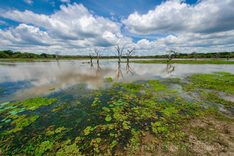 A large pond in Yala National Park, Sri Lanka