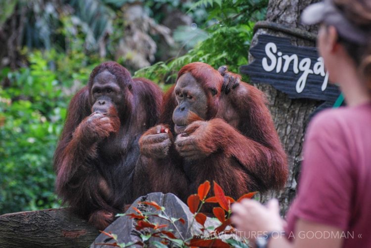 Two orangutans in the Singapore Zoo