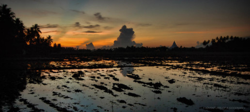 Sunset over a rice field in Tissamaharama, Sri Lanka