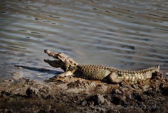 An alligator looks for a snack at Yala National Park, Sri Lanka