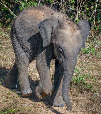 A baby elephant in Yala National Park, Sri Lanka