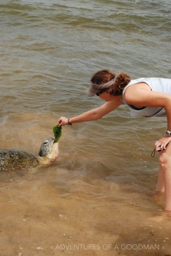 Carrie feeds a hundred plus year old sea turtle