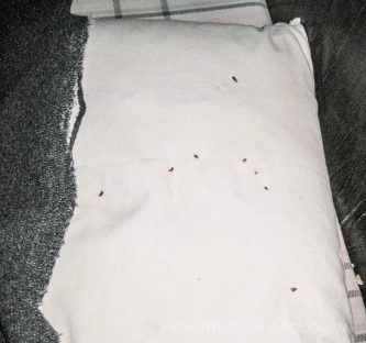 Dead bedbugs in Malaysia