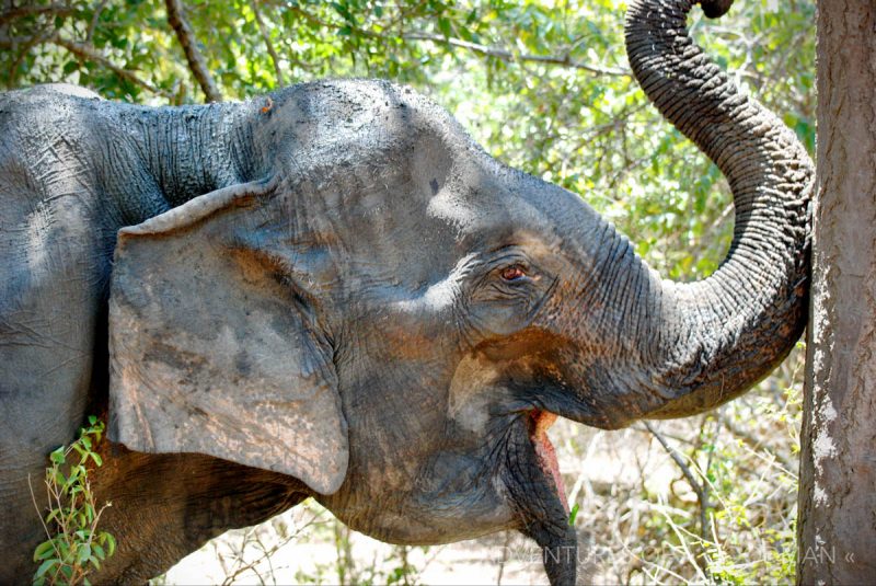 Elephant smile - Yala National Park, Sri Lanka