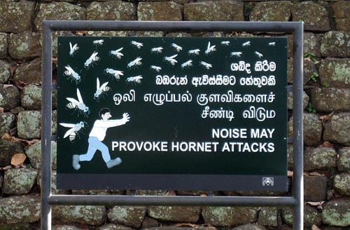 Hornets at Sigiriya