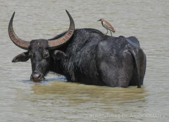 A bird relaxing on a water buffalo - Yala National Park, Sri Lanka