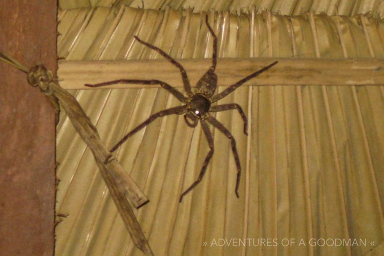 A tarantula above our bed in the Gibbon Experience