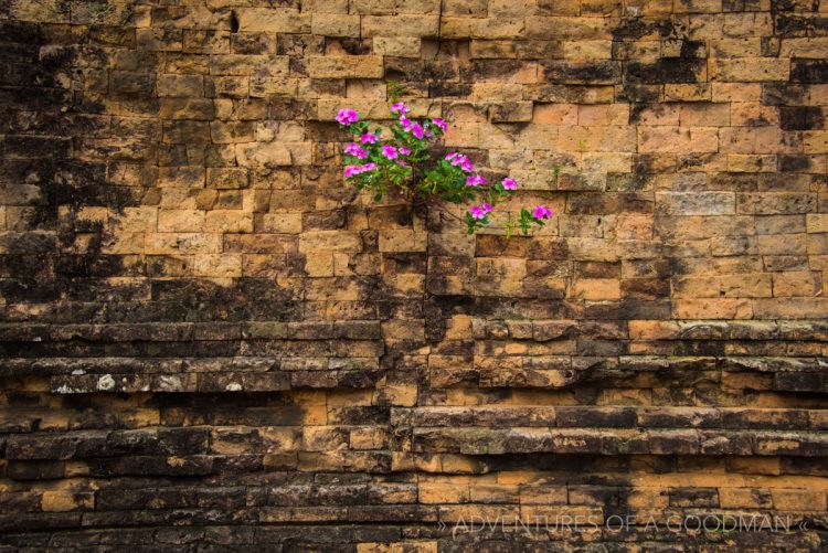 Flowers grow in the middle of the ruins of Pre Rup in Angkor, Siem Reap, Cambodia