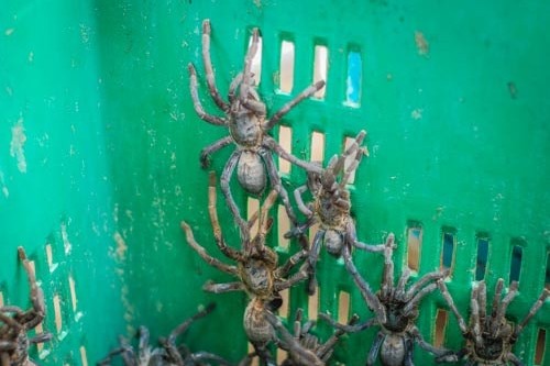 Live tarantulas waiting to be fried in Cambodia