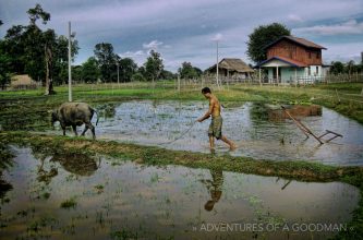 Using a water buffalo to tend a rice field in Don Det, Laos