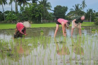 Carrie and I plant rice in a field on Don Det, Laos