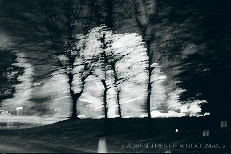 A tree on Roosevelt Island, New York City