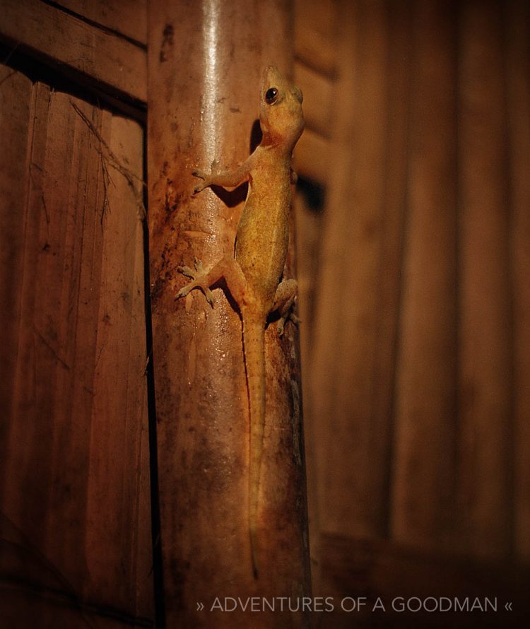 This iguana was kind enough to eat the mosquitos on our guesthouse front porch