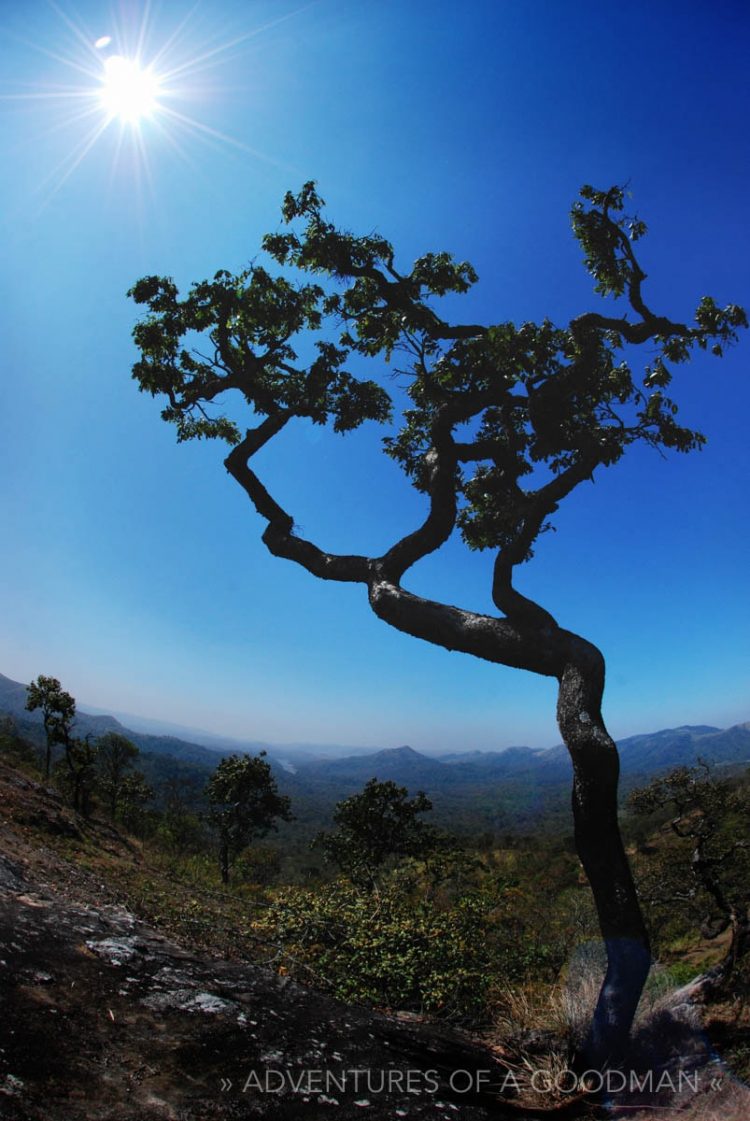 A tree and sunburst in Kumili, India