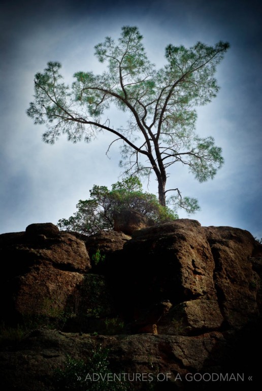 A lonely tree at Pinnacles National Park in Salinas Valley, California