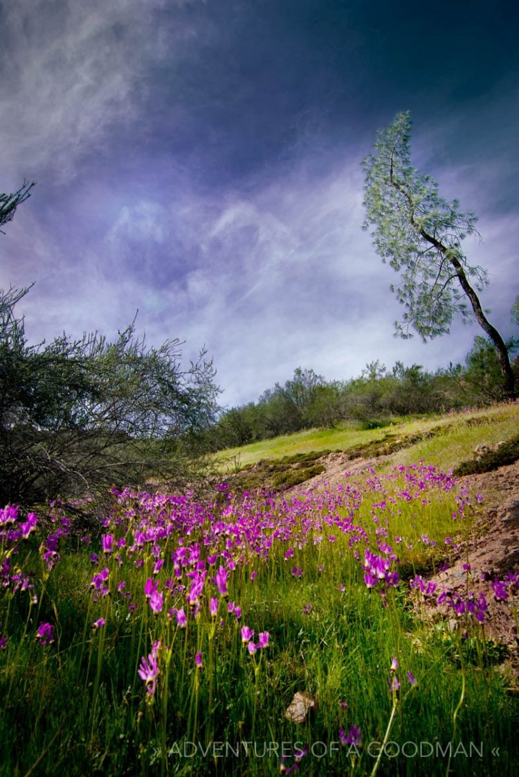 Wildflowers in bloom at Pinnacles National Park in Salinas Valley, California