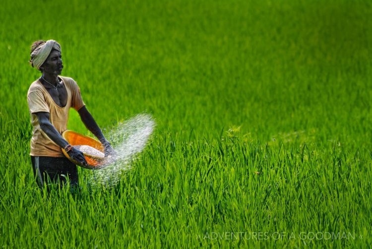 A local worker spreads grains in a rice field just after sunrise in Hampi, India