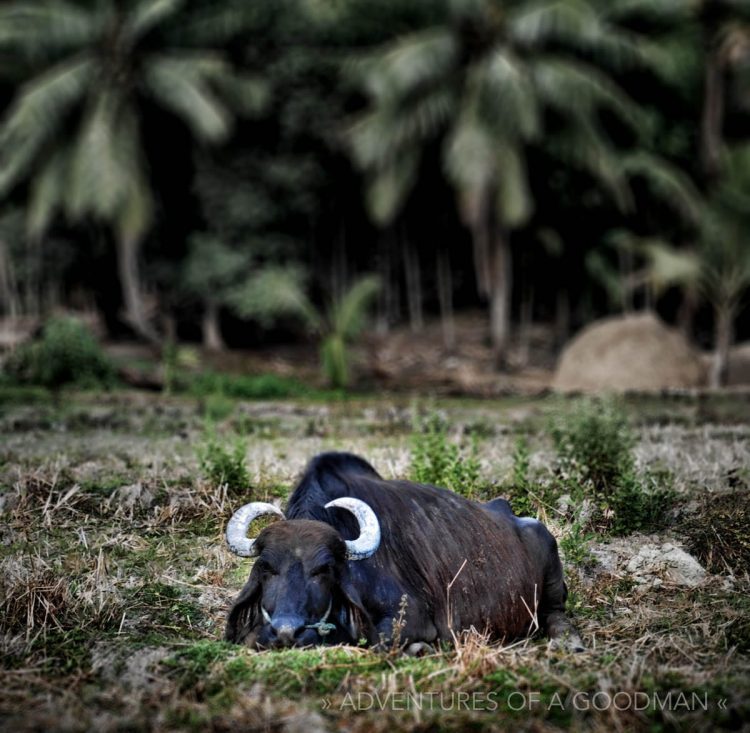 Even the water buffalo like to relax on the Andaman Islands