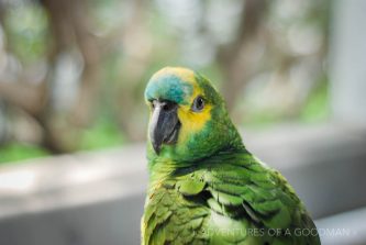 A local celebrity at the Yuen Po Bird Garden in Hong Kong