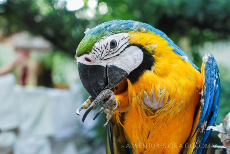 Yuen Po Bird Garden, Hong Kong, Kowloon