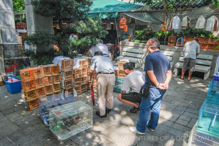 Locals admire their collection of winged friends at the Yuen Po Bird Garden in Kowloon, Hong Kong