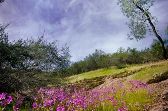 Wildflowers in bloom at Pinnacles National Park in Salinas Valley, California