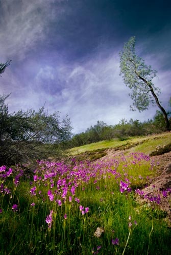 Wildflowers in bloom at Pinnacles National Park in Salinas Valley, California
