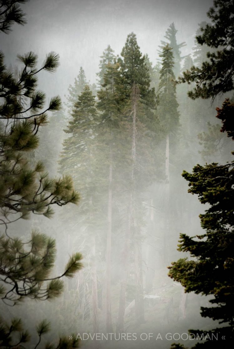 Pine trees are shrouded in fog during a winter visit to Yosemite National Park