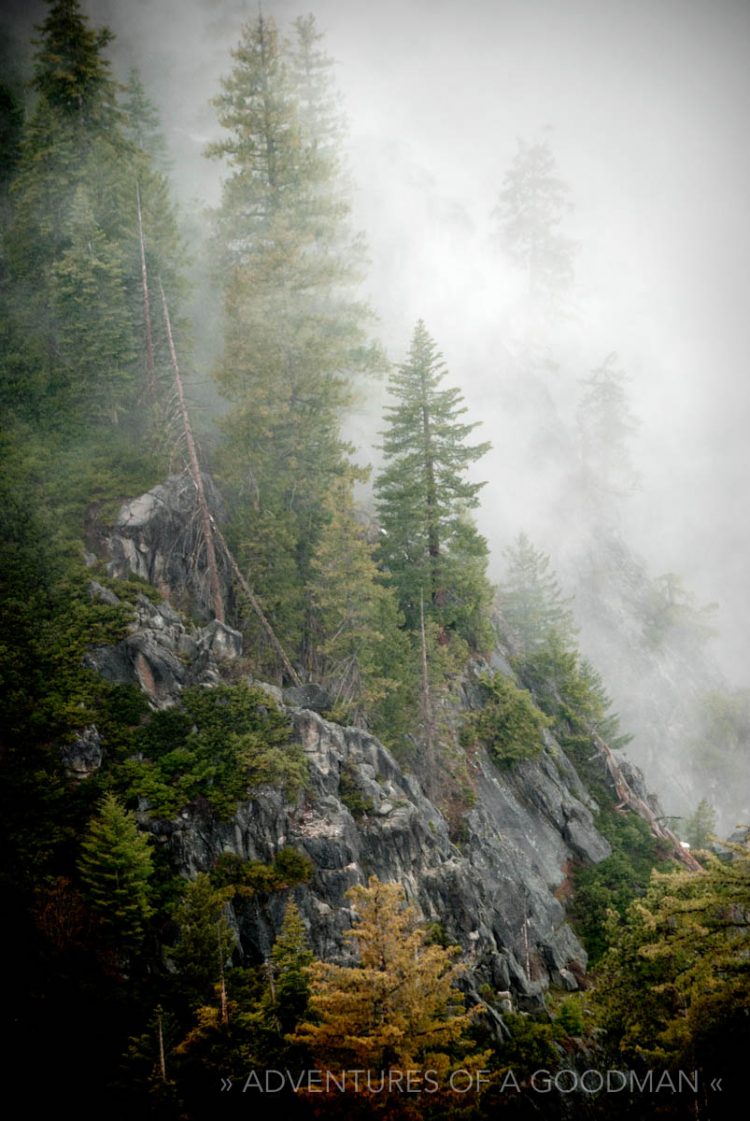 Pine trees are shrouded in fog during a winter visit to Yosemite National Park