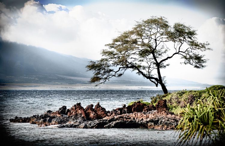 A tree over the ocean in Makena, Maui, Hawaii