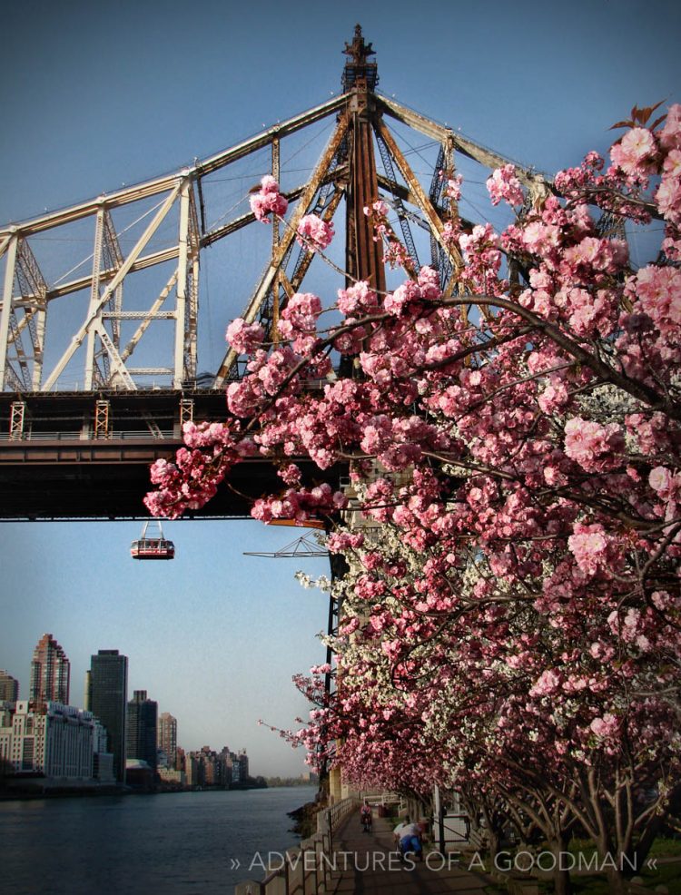 The Roosevelt Island Tram runs alongside the Queensboro Bridge during cherry blossom season
