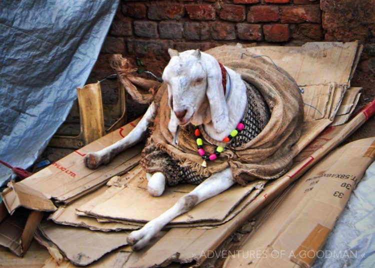 A goat in the market outside the Red Fort in New Delhi, India