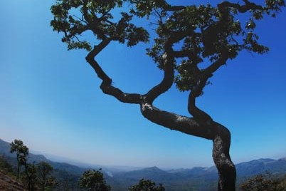 A tree in Kumili, India