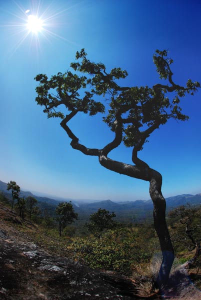 A tree in Kumili, India