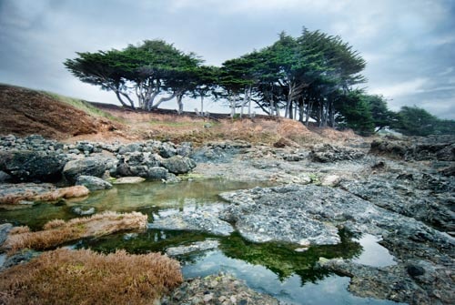 Sea Ranch California - Foggy Nature