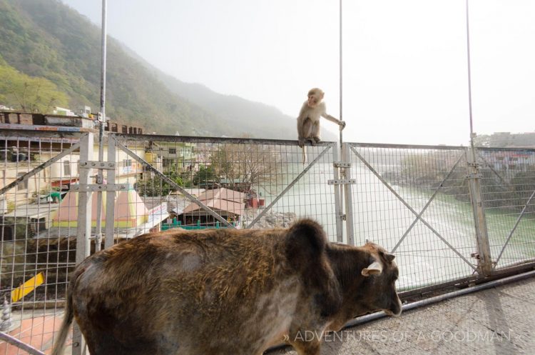 Cows and monkeys regularly use the Laxshman Jhula to get across the Ganges River in Rishikesh, India