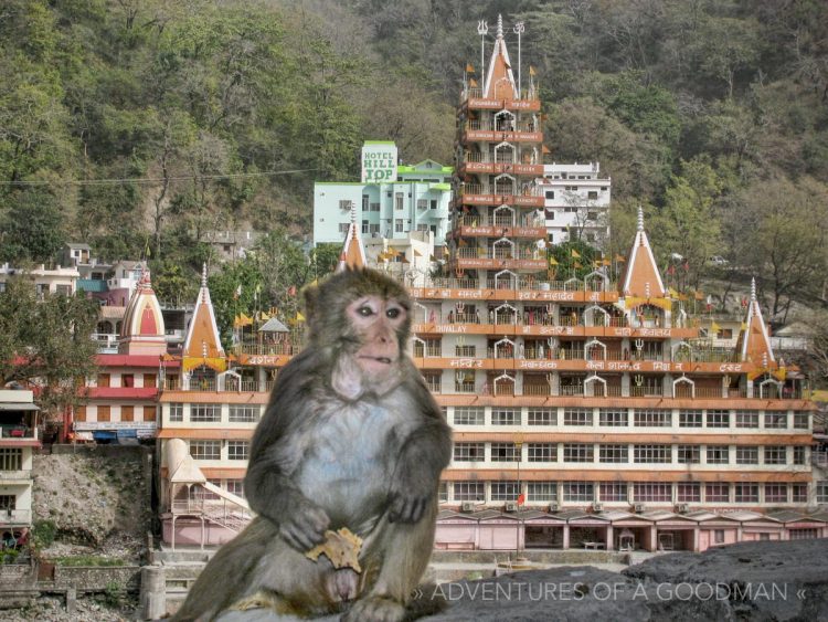 There may be more monkeys than people in Rishikesh ... like this one chilling outside of the Swarg Niwas ashram