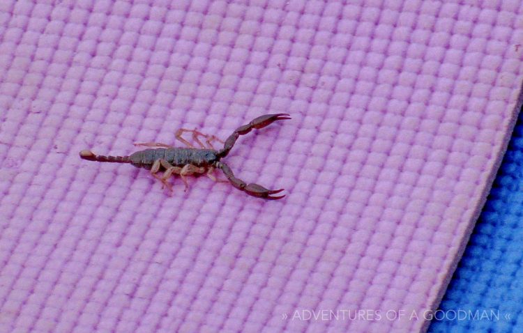 A scorpion on Carrie’s yoga mat at Ganga View Guesthouse