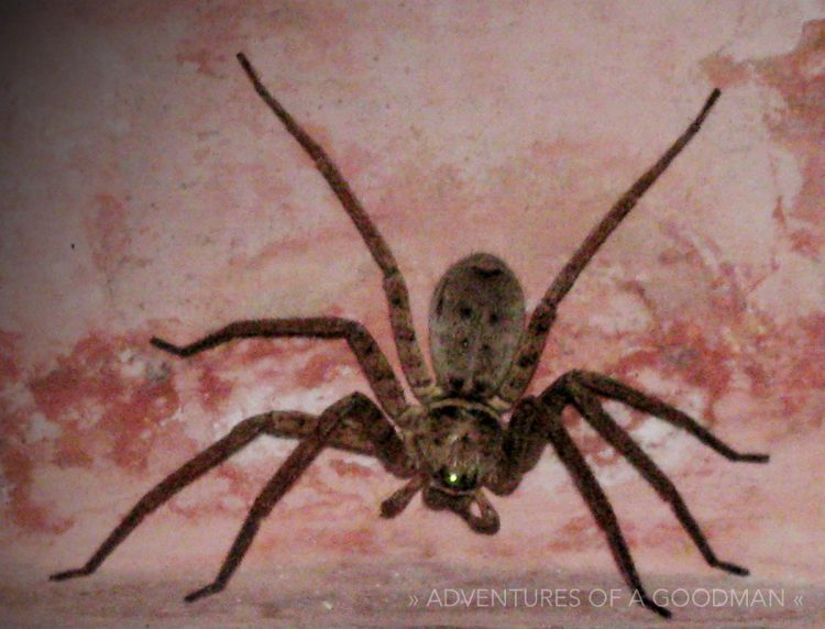 A tarantula in our room at the Ganga Darshan gusthouse