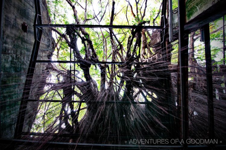 If you happen to visit the Anping Tree House, don't forget to look up