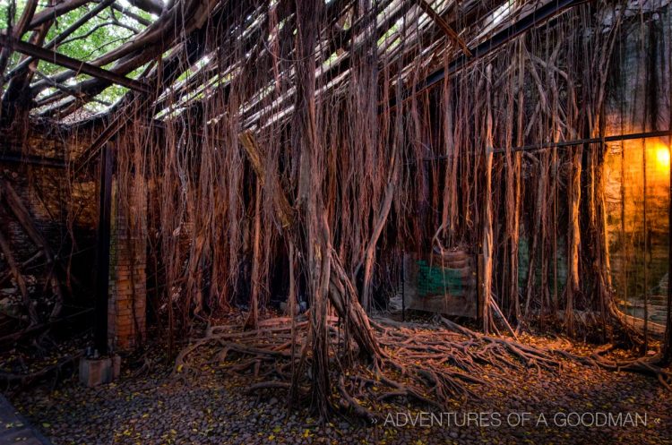 Branches and roots have overtaken the old warehouse