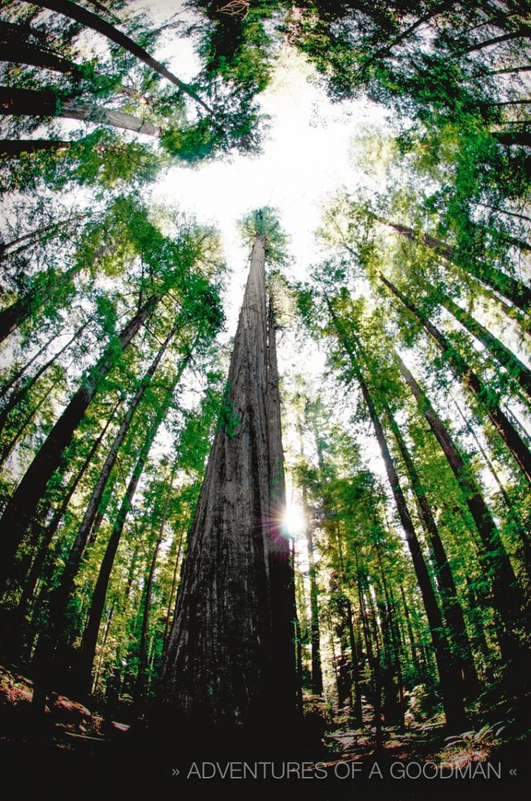 Avenue of the Giants - Rockefeller Grove - Northern California, USA