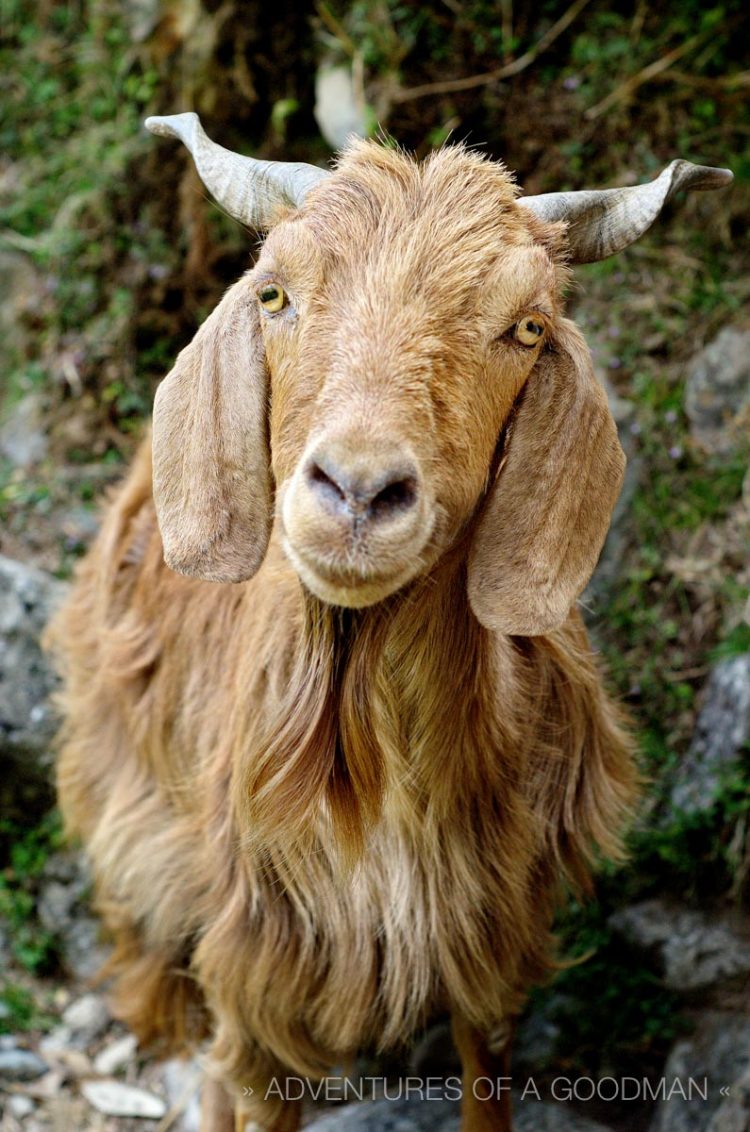 An Indian goat above Bhagsu, McLeod Ganj, Dharamsala