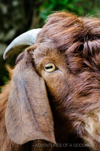 This goat be eyeing me! (up close and personal with my 50mm lens)