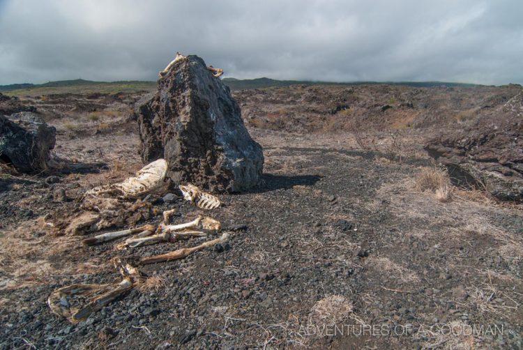 Bones and rocks are common sites when driving the southwestern highways on Maui, Hawaii
